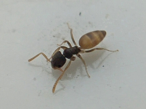 Ghost Ant