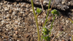 Cryptantha pterocarya pterocarya