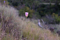 Calochortus simulans