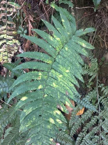 Dryopteris cycadina observed 2026-02-05