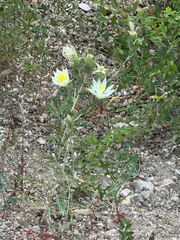 Mentzelia decapetala
