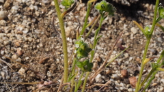 Cryptantha pterocarya pterocarya