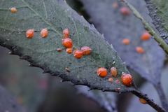 Parthenolecanium corni