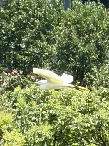 Little Egret