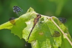 Macrothemis inequiunguis