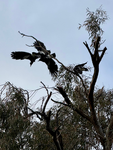 Australian Magpie