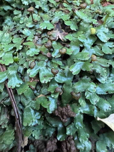 Marchantia crenata observed 2026-08-06