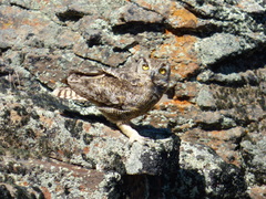Bubo virginianus magellanicus