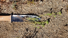 Cryptantha pterocarya pterocarya