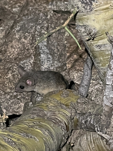 Peromyscus eremicus observed 2026-08-06