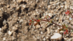 Centrostegia thurberi