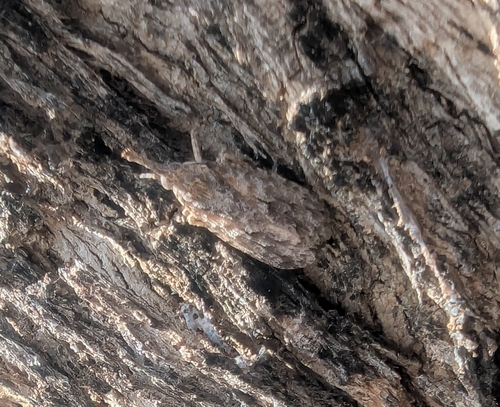 Eurinopsyche obscurata observed 2026-08-04