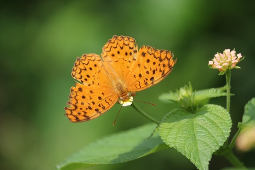 Common Leopard