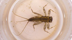 Stenacron interpunctatum