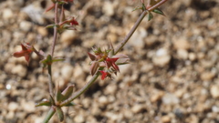 Centrostegia thurberi