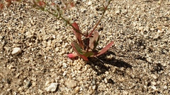 Centrostegia thurberi