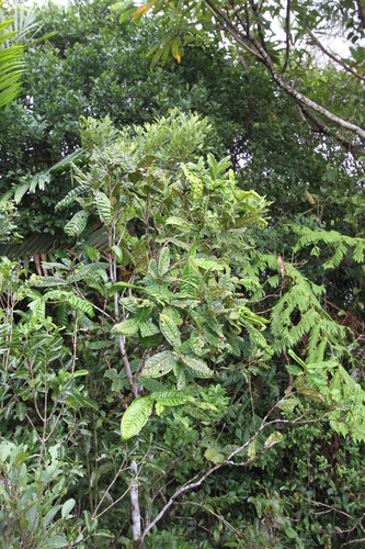 Piliocalyx observed 2026-07-31