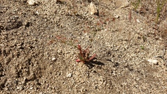 Centrostegia thurberi