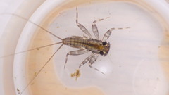 Stenacron interpunctatum