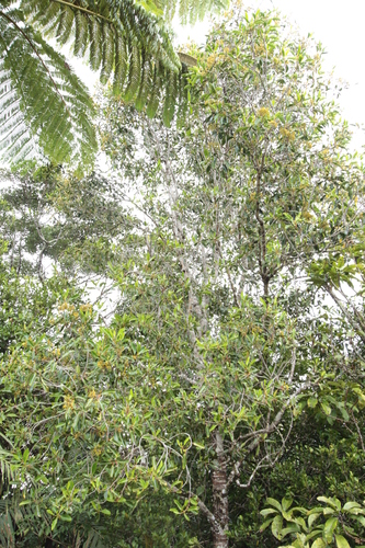 Apodytes clusiifolia observed 2026-07-31