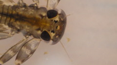 Stenacron interpunctatum