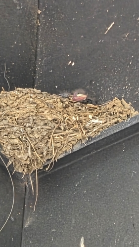 Barn Swallow