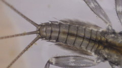 Stenacron interpunctatum