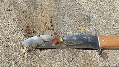 Centrostegia thurberi