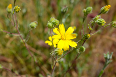 Deinandra pallida