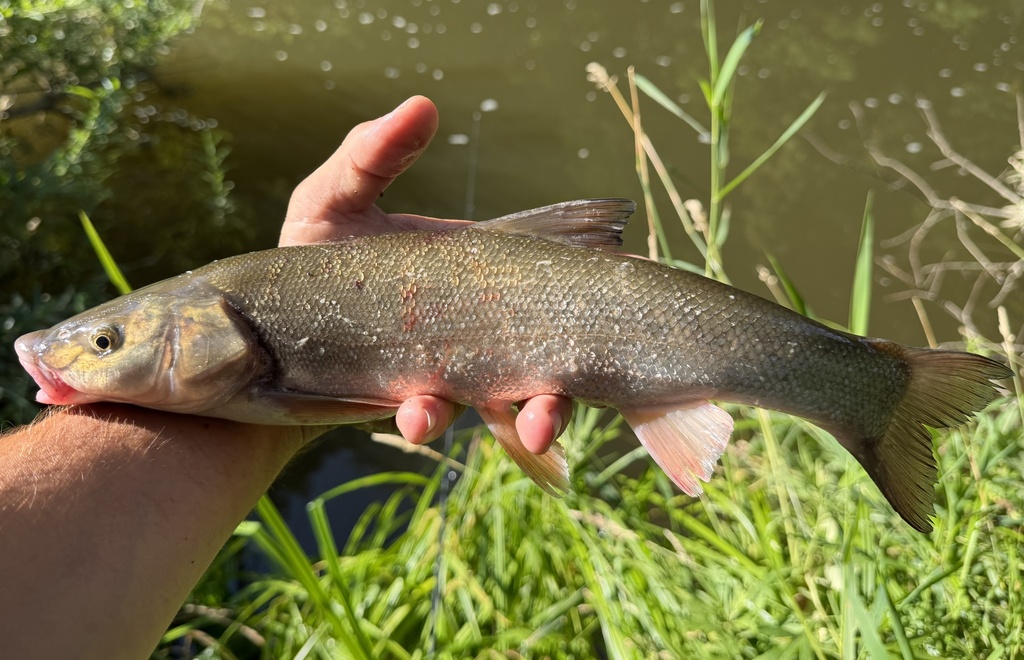 Sakhalin dace (Tribolodon sachalinensis) — Cyprinidae
