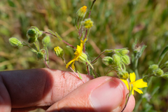 Deinandra pallida