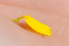 Deinandra pallida