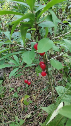 Mezereon