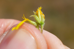 Deinandra pallida
