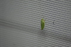 Rugosana
