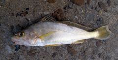 La Plata Croaker photo 2