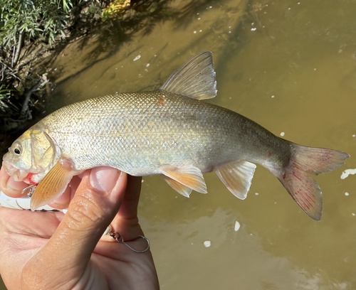 Sakhalin dace (Tribolodon sachalinensis) — Cyprinidae — 2