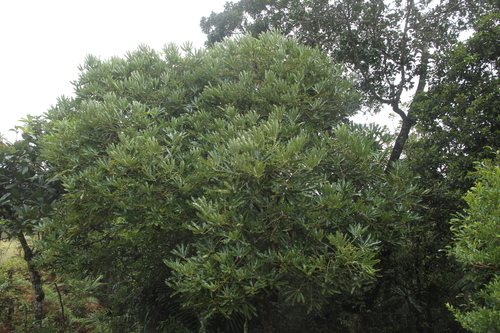 Plerandra observed 2026-07-31