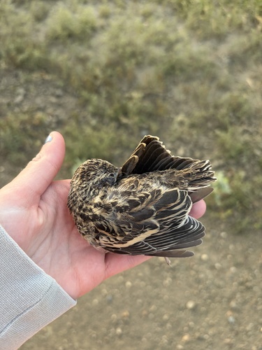 Lark Bunting