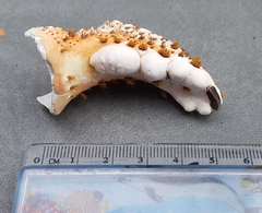 Echidnocerus cibarius