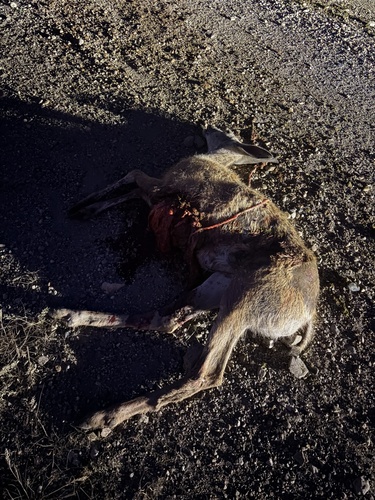 Rocky Mountain Mule Deer