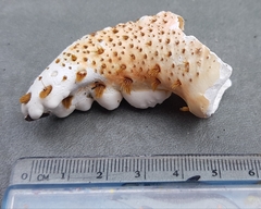 Echidnocerus cibarius