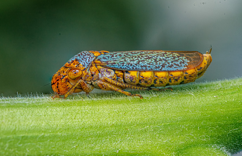 Broad-headed Sharpshooter