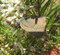 Satyrium favonius autolycus