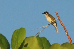 Pycnonotus sinensis hainanus