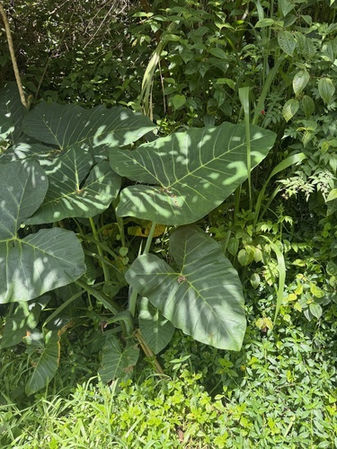 Xanthosoma robustum, 2026-08-06