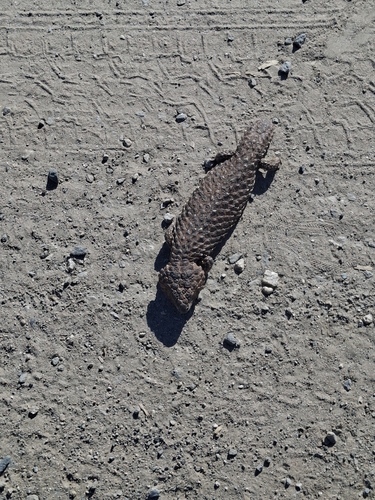 Shingleback