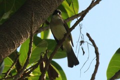 Pycnonotus sinensis hainanus