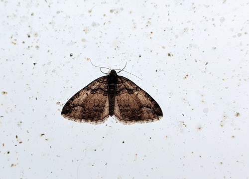 Variable Carpet Moth photo 4