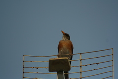 Turdus rufopalliatus